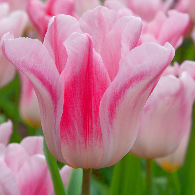 Tulipe Holland Chic, Tulipe Fleur de Lys