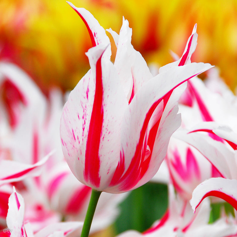 Tulipe Marilyn, Tulipe Fleur de Lys