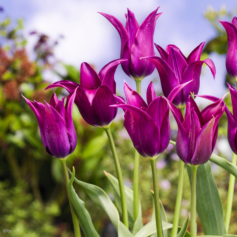 Tulipe Purple Dream, Tulipe Fleur de Lys