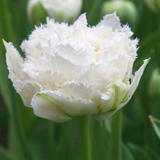 Tulipe Snow Chrystal, Tulipe Frangée