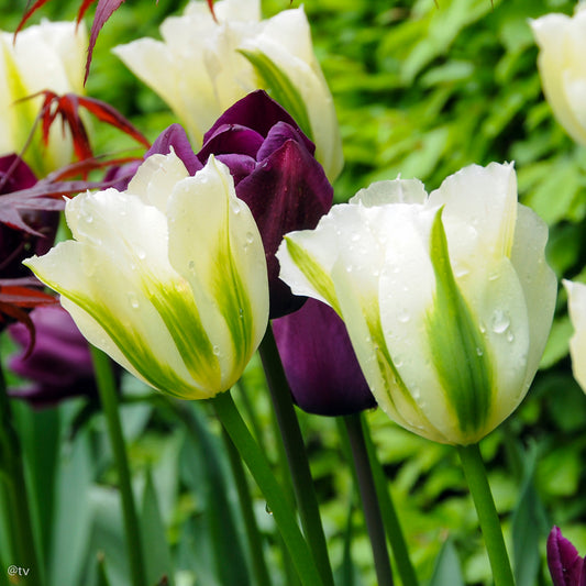 Tulipe Spring Green, Tulipe Viridiflora