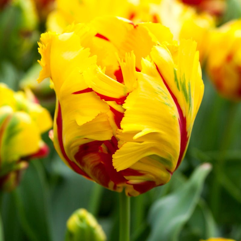 Tulipe Texas Flame, Tulipe Perroquet