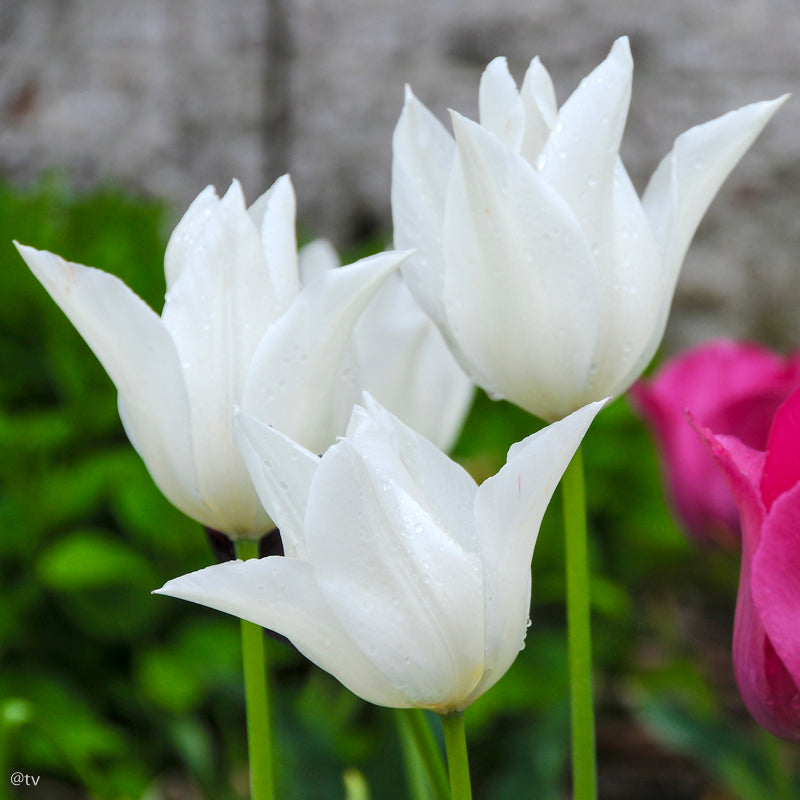 Tulipe White Triumphator, Tulipe Fleur de Lys