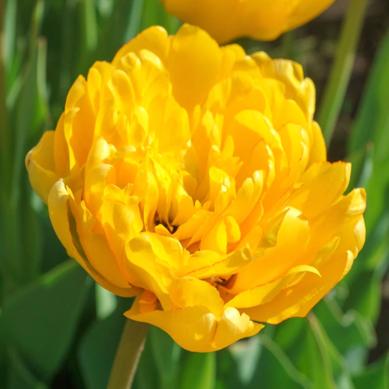 Tulipe Yellow Pomponette, Tulipe Double (Pivoine)