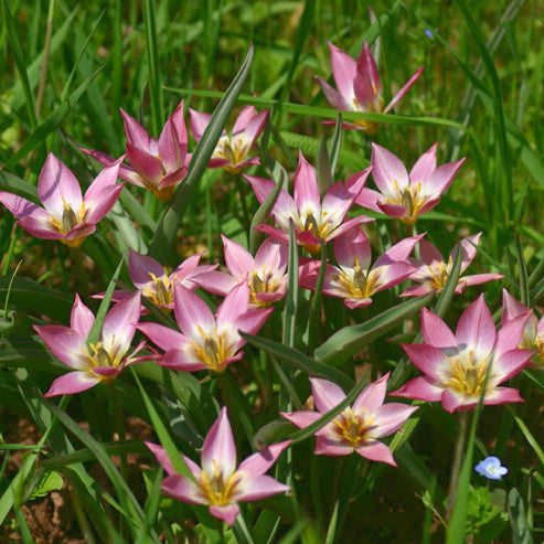 Tulipe aucheriana (pulchella humilis), Tulipe botanique