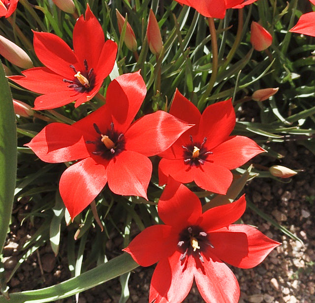 Tulipe batalinii Red Gem, Tulipe botanique