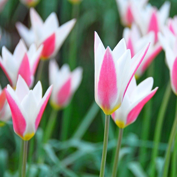 Tulipe clusiana Lady Jane, Tulipe botanique