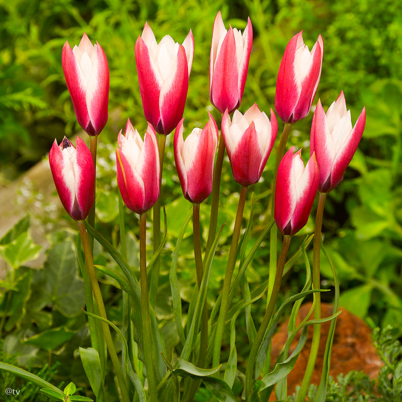 Tulipe clusiana Peppermintstick, Tulipe botanique