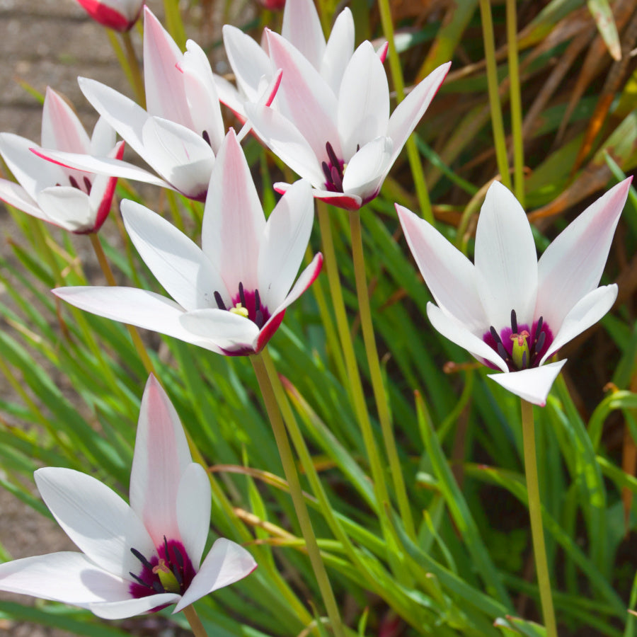 Tulipe clusiana [la vraie espèce], Tulipe botanique