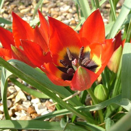 Tulipe hageri, Tulipe botanique