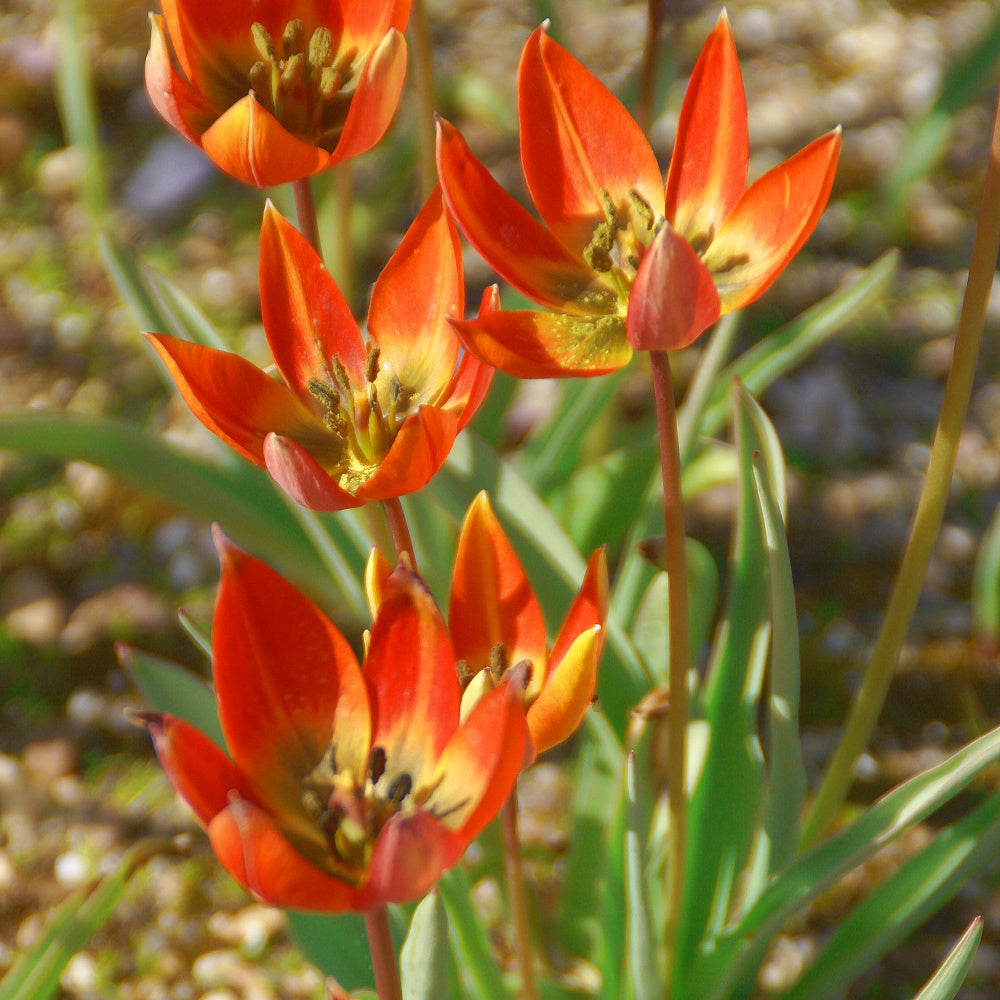 Tulipe whittallii, Tulipe botanique