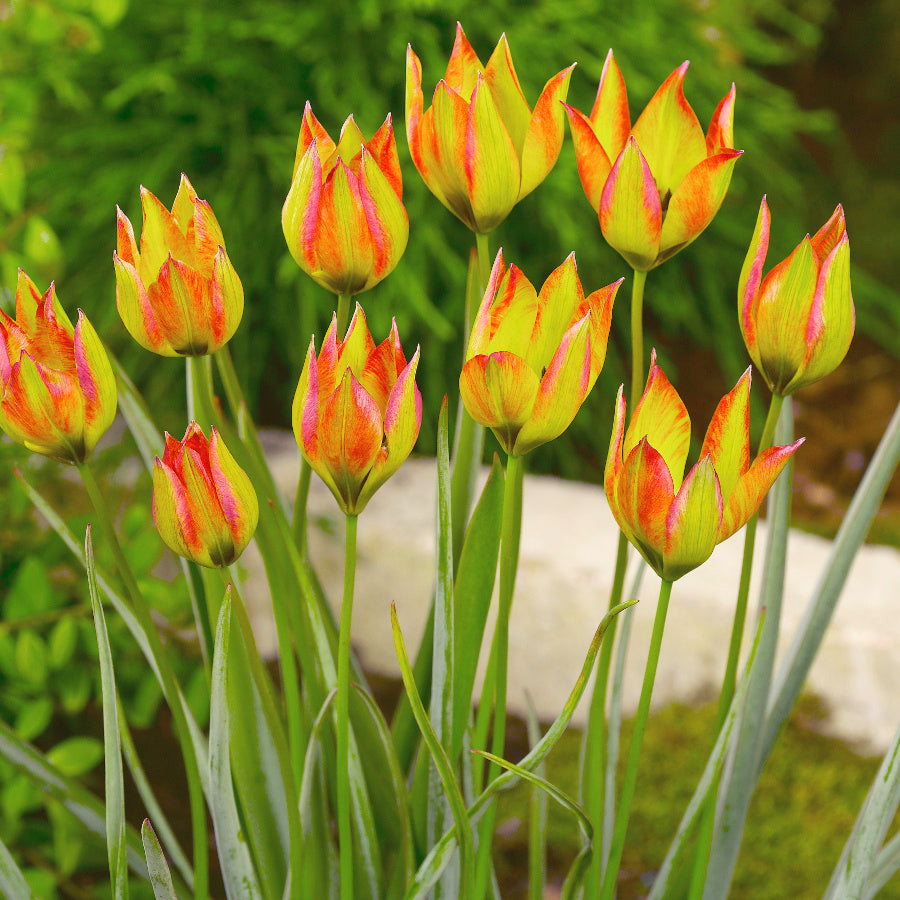 Tulipe orphanidea flava, Tulipe botanique