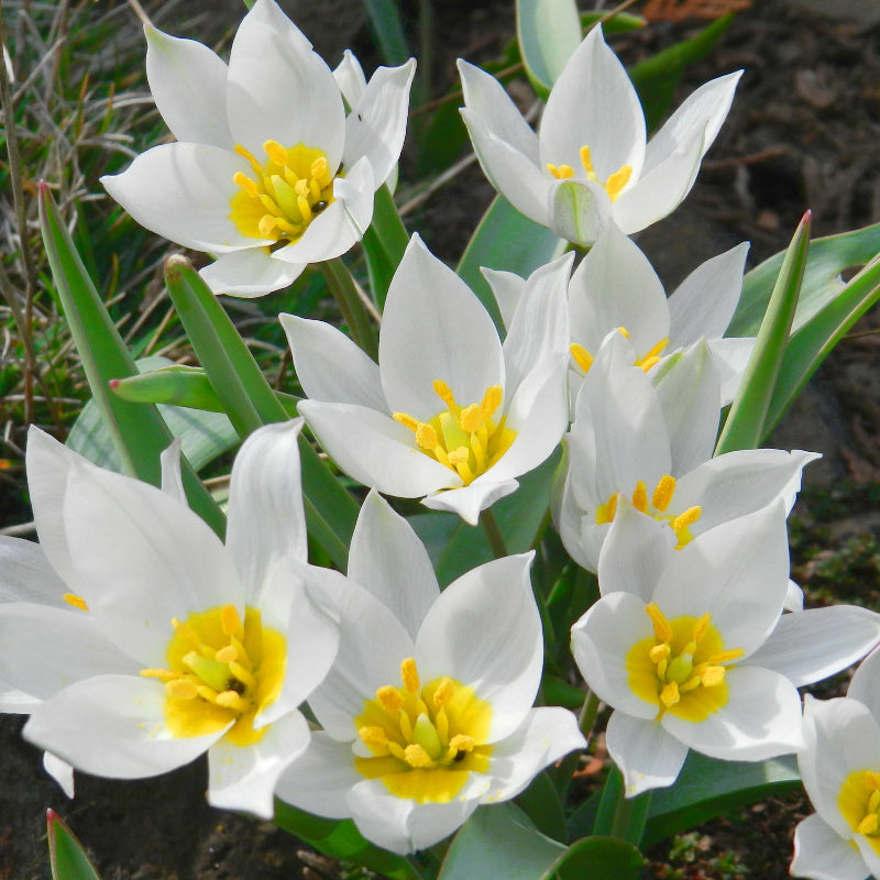 Tulipe polychroma, Tulipe botanique