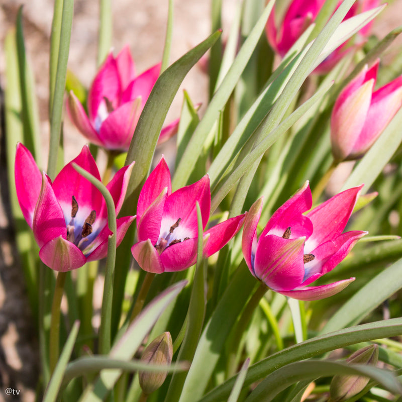 Tulipe Little Beauty, Tulipe botanique