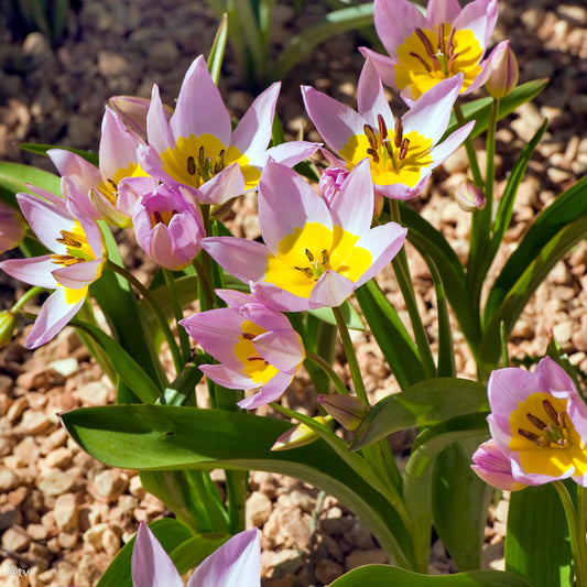 Tulipe saxatilis, Tulipe botanique