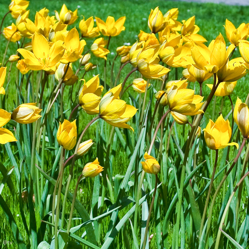 Tulipe sylvestris, Tulipe botanique
