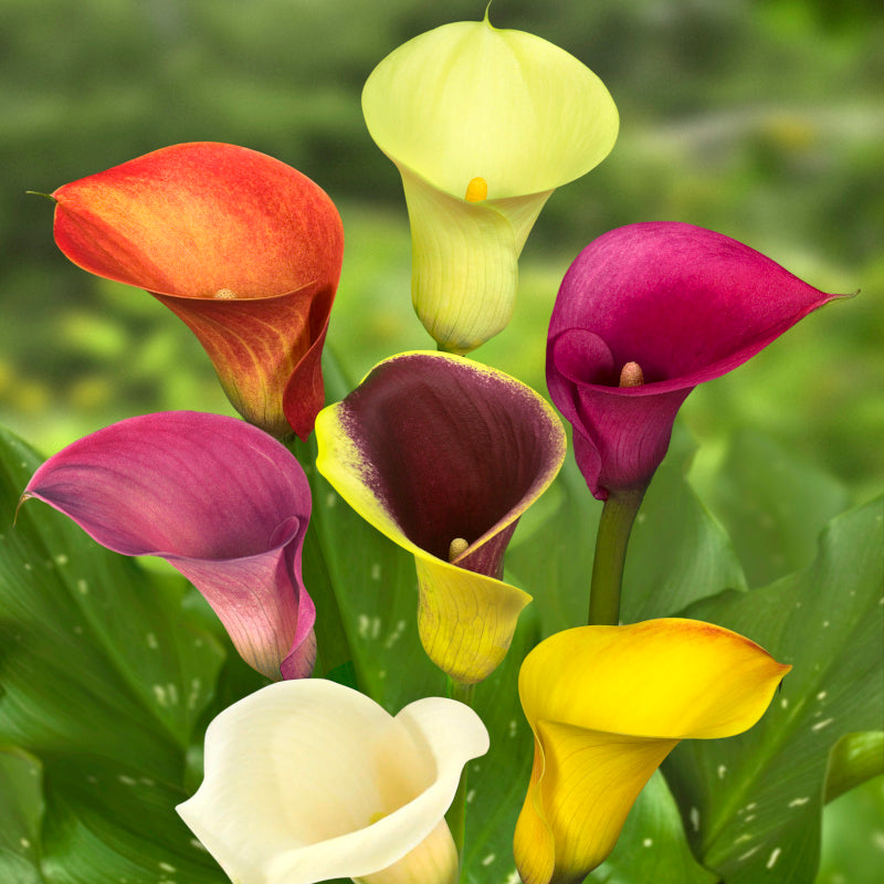 Calla/Zantedeschia rouge achats avantageux sur