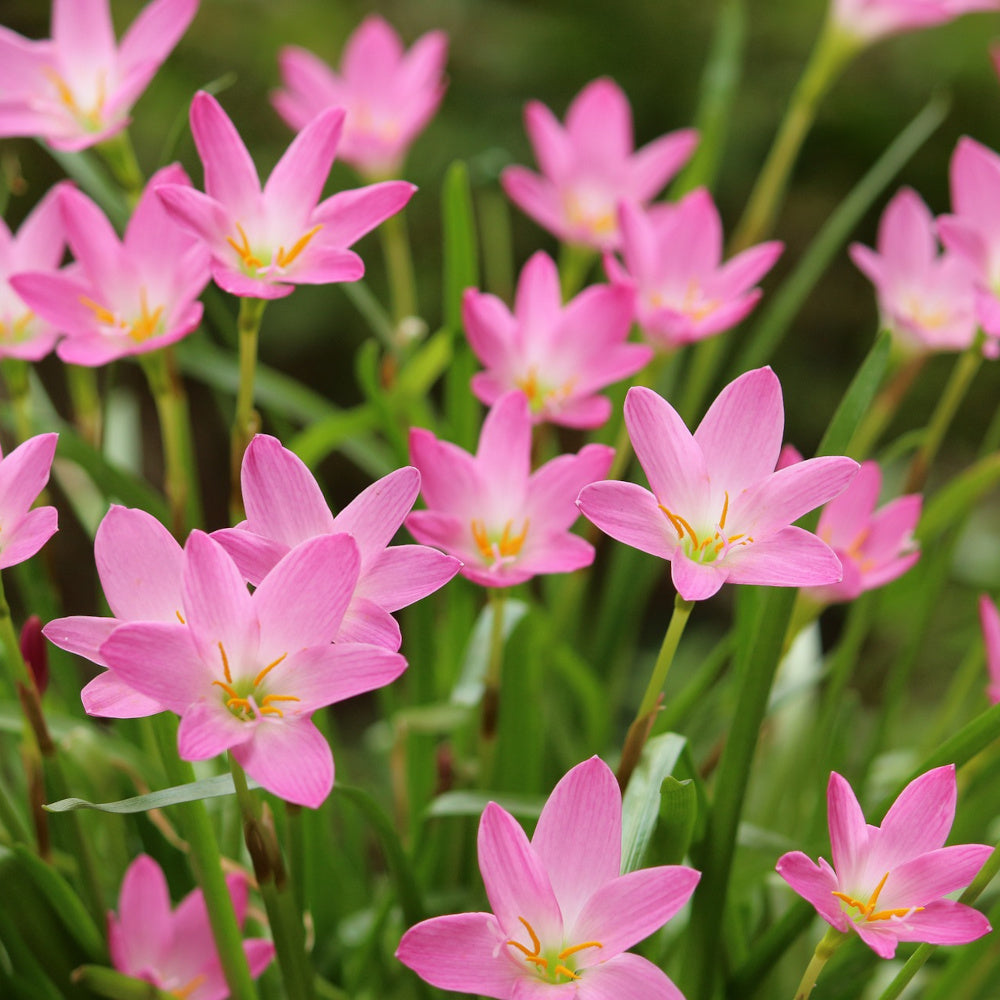 Lis zéphyr- Zephyranthes rosea