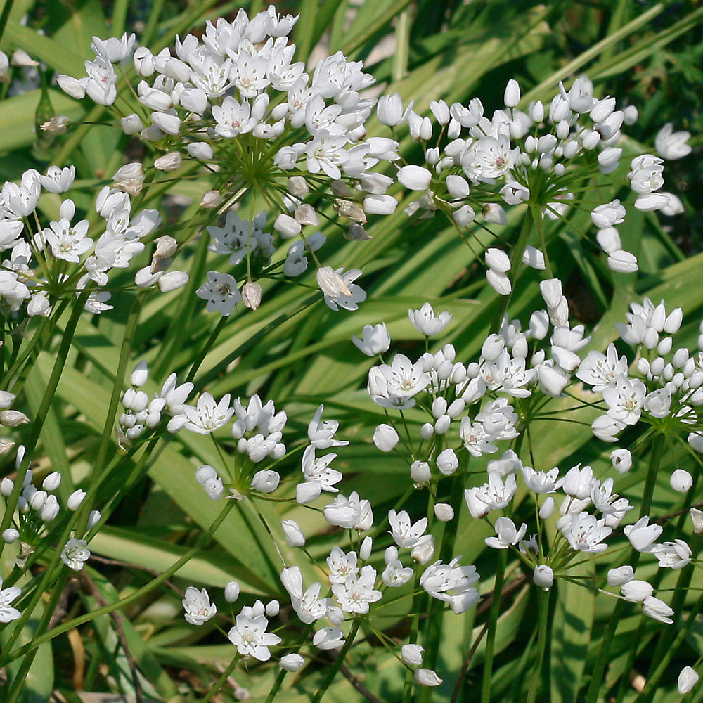 Allium neapolitanum Cowanii, Ail d'ornement