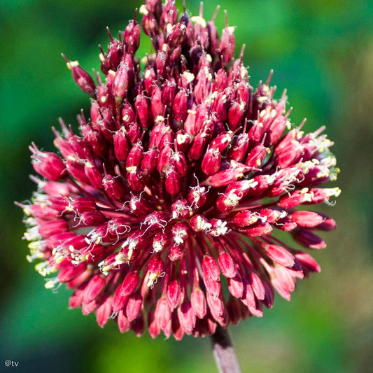 Allium Red Mohican (amethystinum), Ail d'ornement