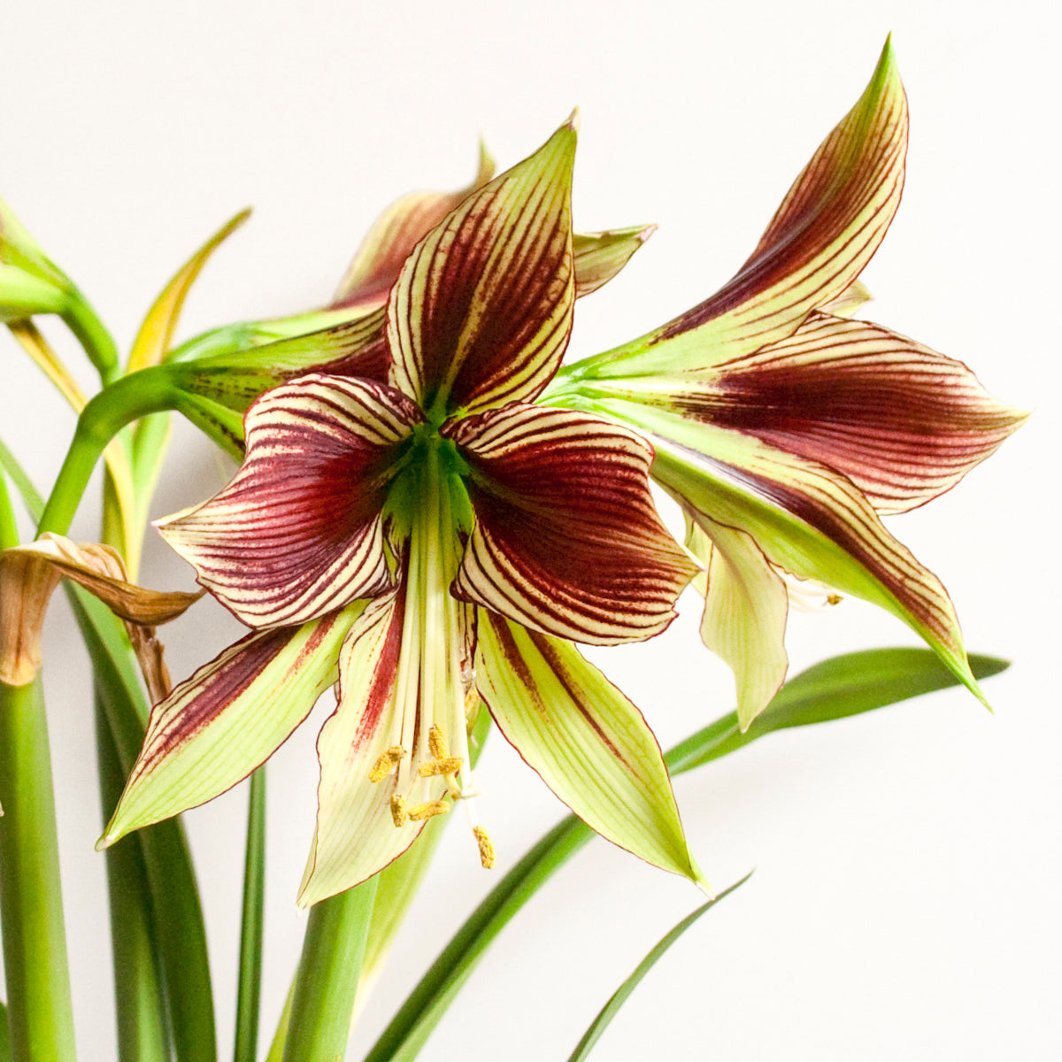 Hippeastrum papilio, Amaryllis