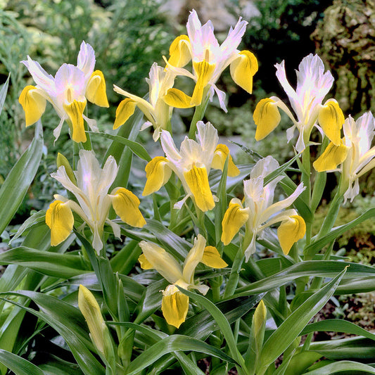 Iris bucharica, Botanique