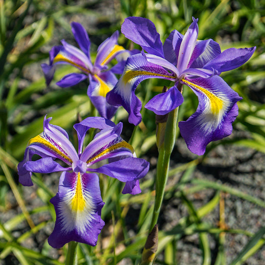 Iris cycloglossa, Botanique