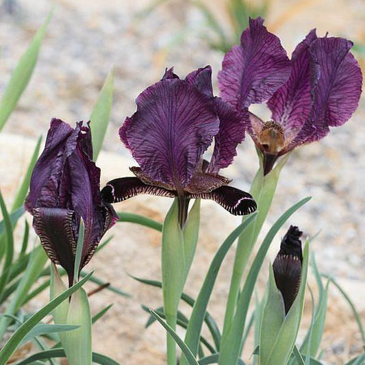 Iris paradoxa, Botanique