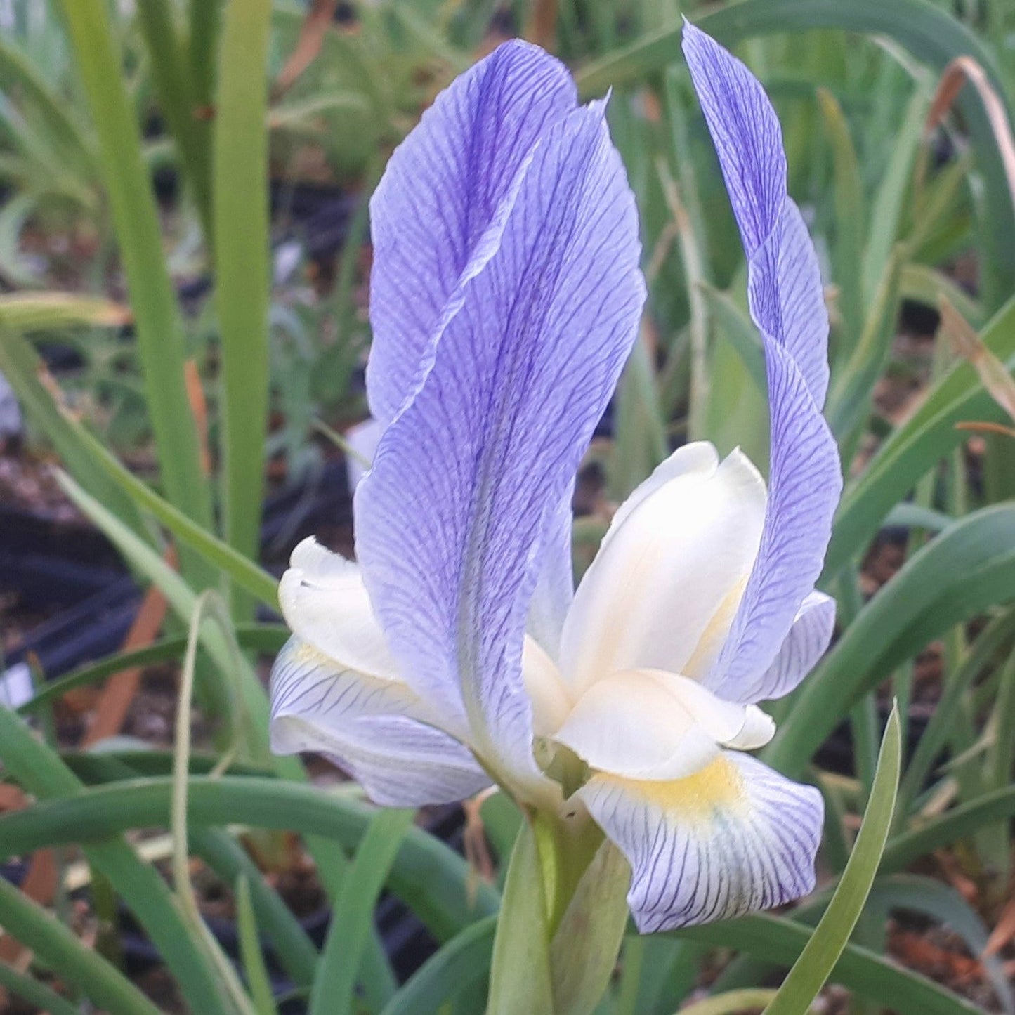 Iris schelkownikowii, Botanique