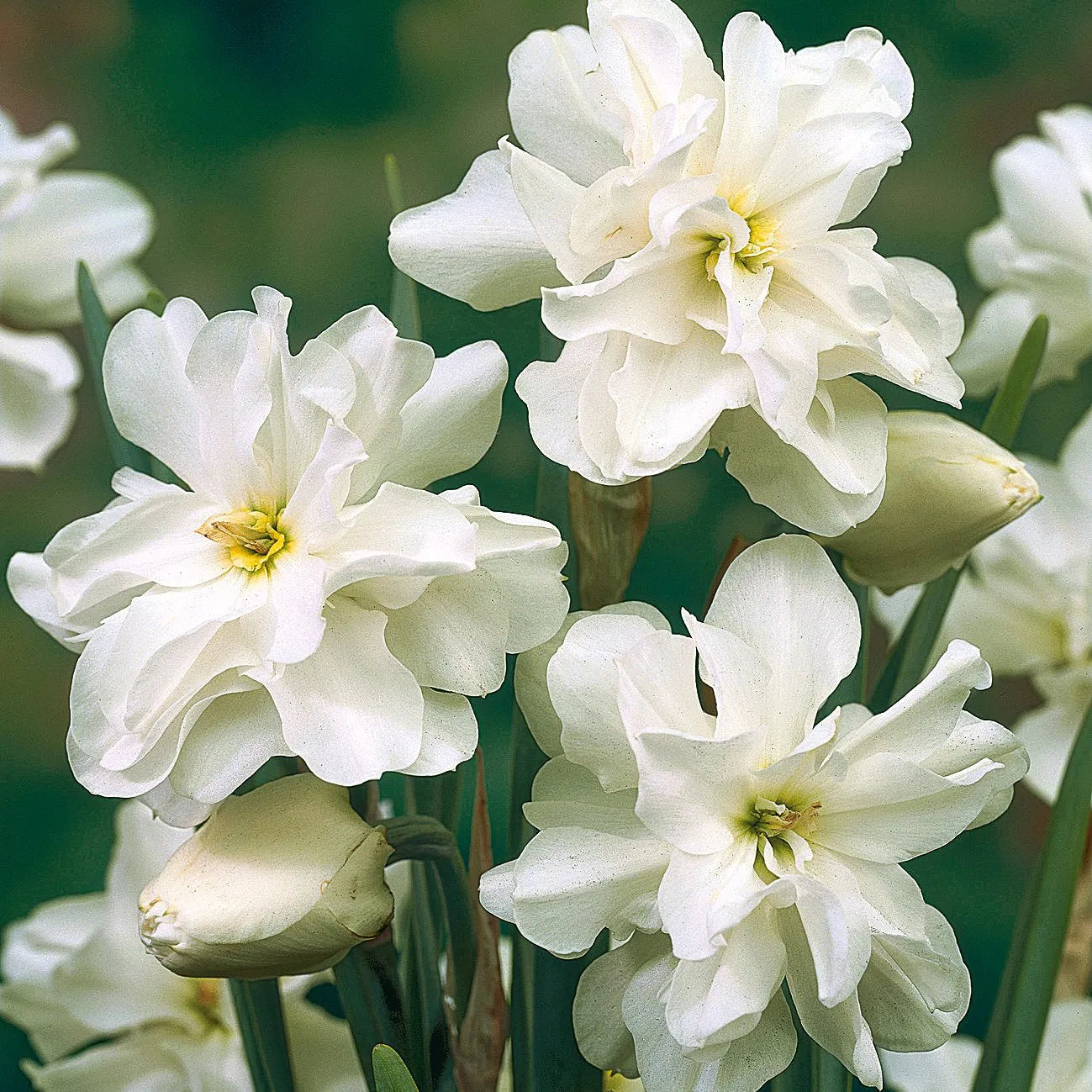 Narcissus Albus Plenus Odoratus, Narcisse jonquille des Poètes Double