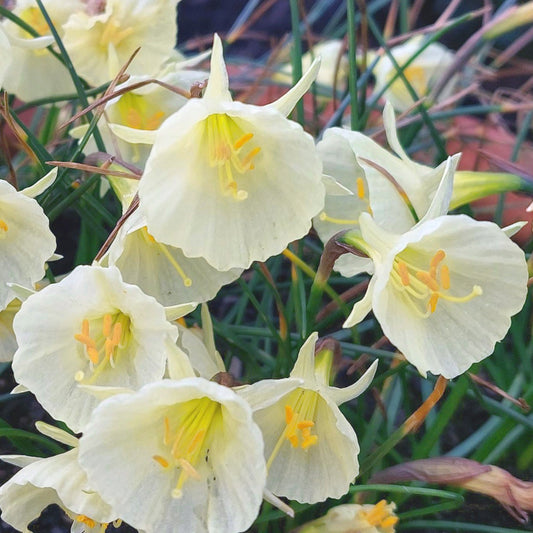 Narcissus bulbocodium Arctic Bells, Narcisse jonquille Crinoline