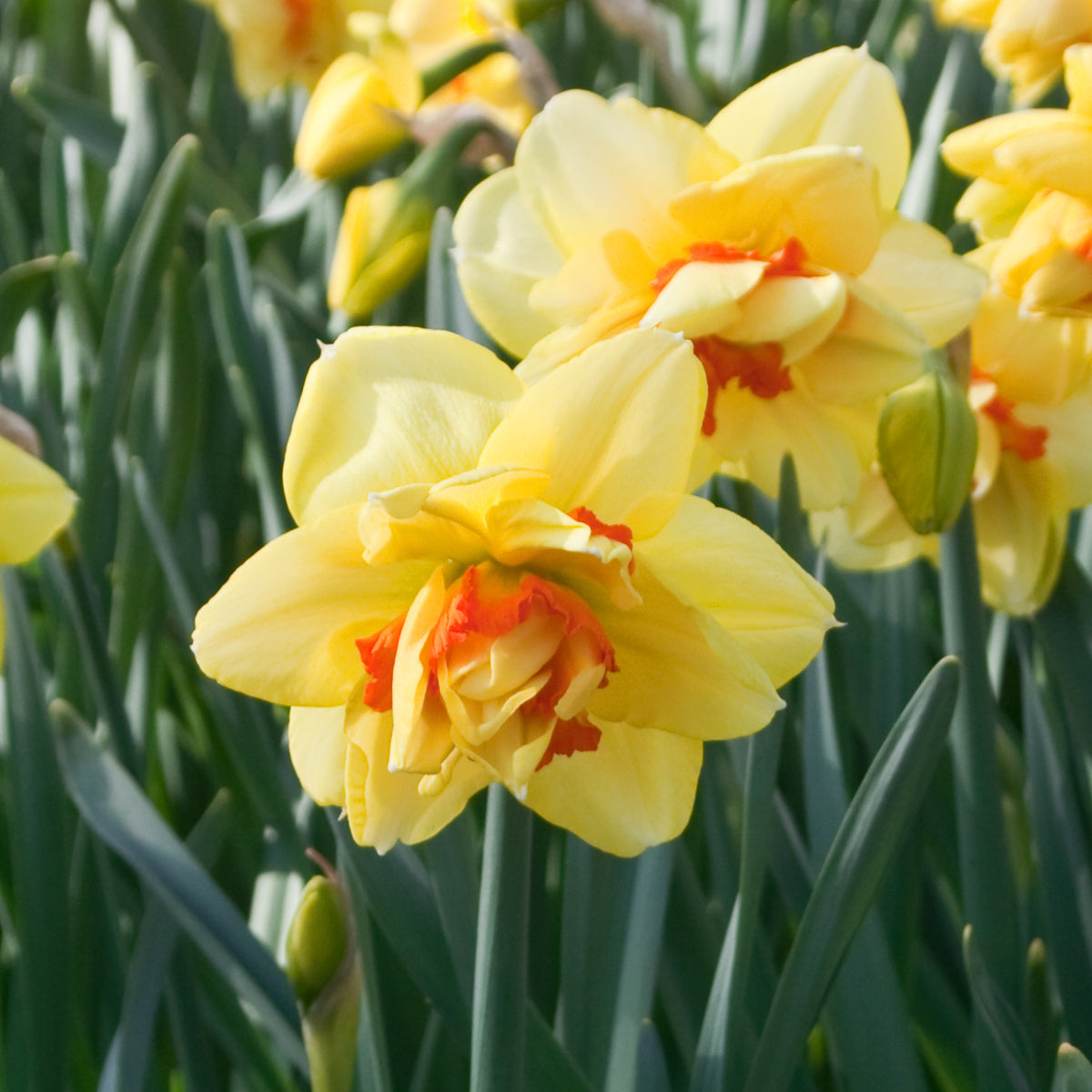 5 Bulbes De Jonquille 'Golden Bells' - Fleurs Jaune Doré En Forme De Clochettes, Parfaites Pour Rocailles Et Printemps