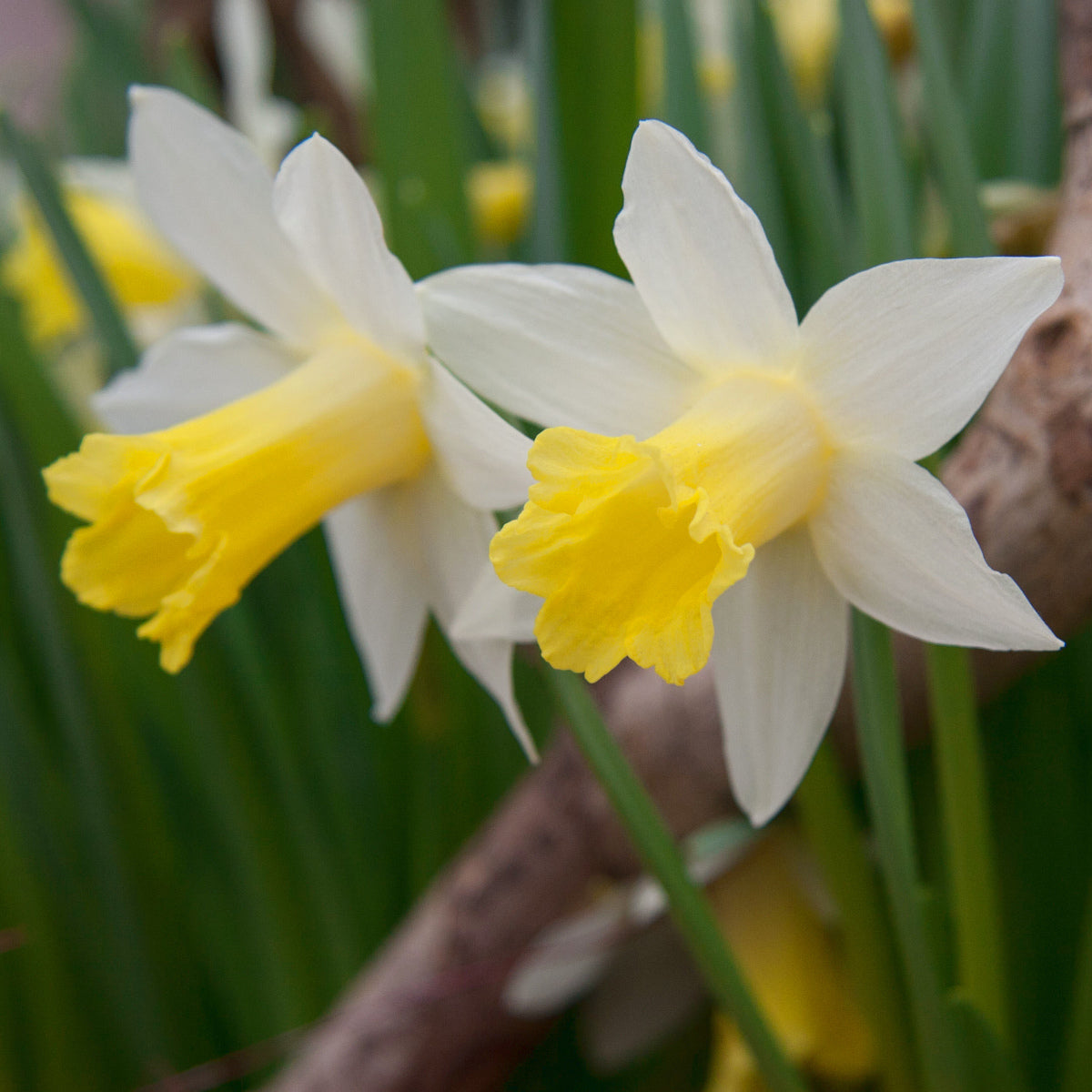 Narcissus Topolino, Narcisse pseudonarcissus Lobularis