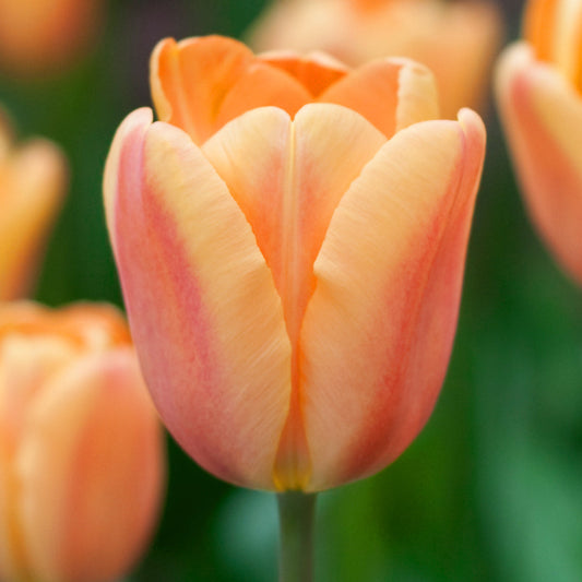 Tulipe Apricot Foxx, Tulipe Triomphe