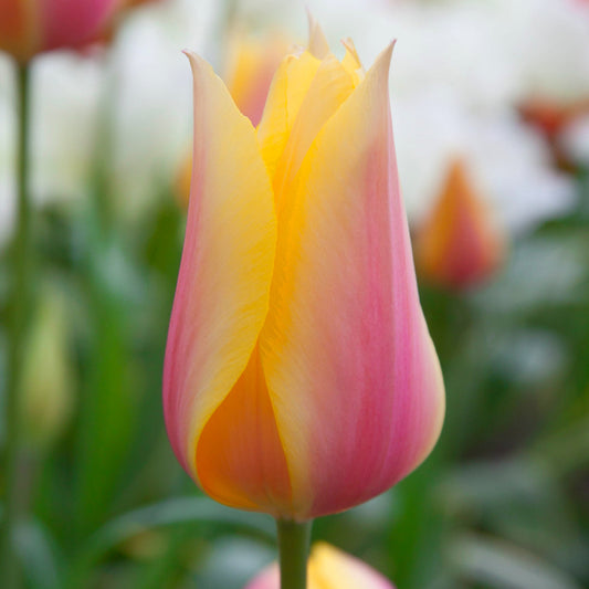 Tulipe Blushing Lady, Tulipe Simple Tardive