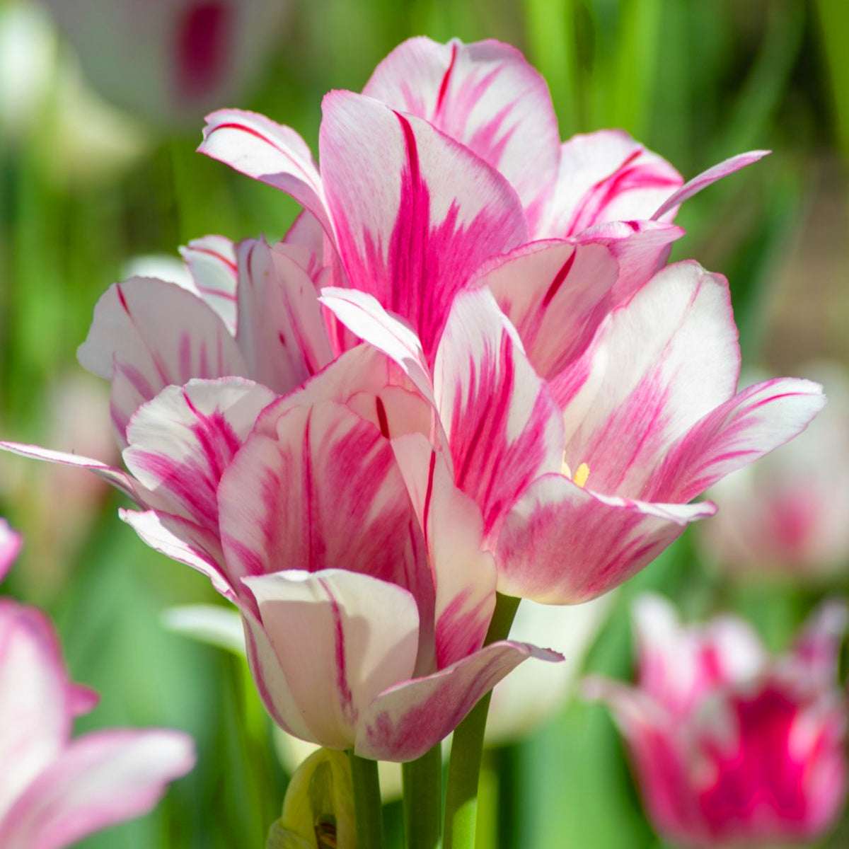 Tulipe Candy Club, Tulipe multi-fleurs