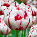 10 Bulbes De Tulipe Double 'Double Focus' – Rouge Et Jaune, Floraison Tardive – Pour Massifs Et Pots - 6