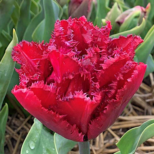 Tulipe Cranberry Thistle, Double Tulipe Frangée