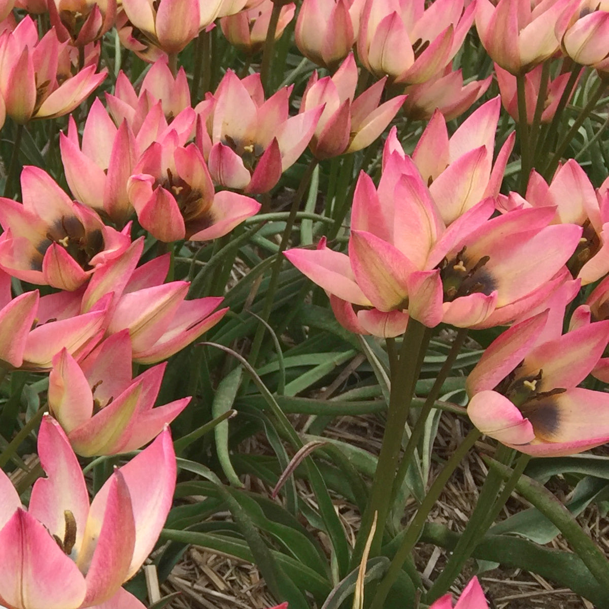 Tulipe Danique, Tulipe botanique