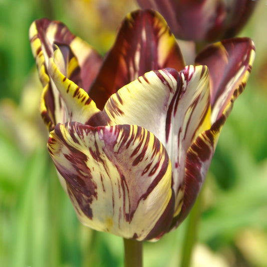 Tulipe Insulinde, Tulipe Rembrandt (Historique pre-1915)