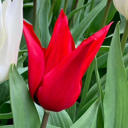 Tulipe Isaak Chic, Tulipe Fleur de Lys
