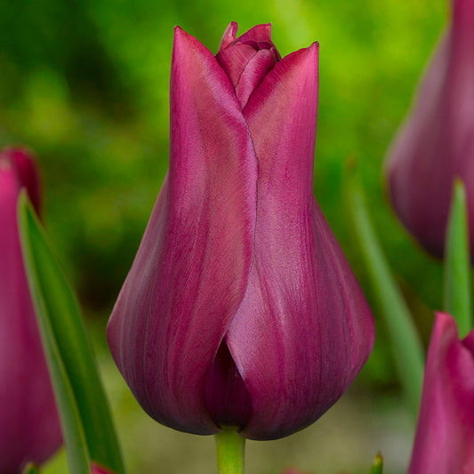 Tulipe Merlot, Tulipe Fleur de Lys