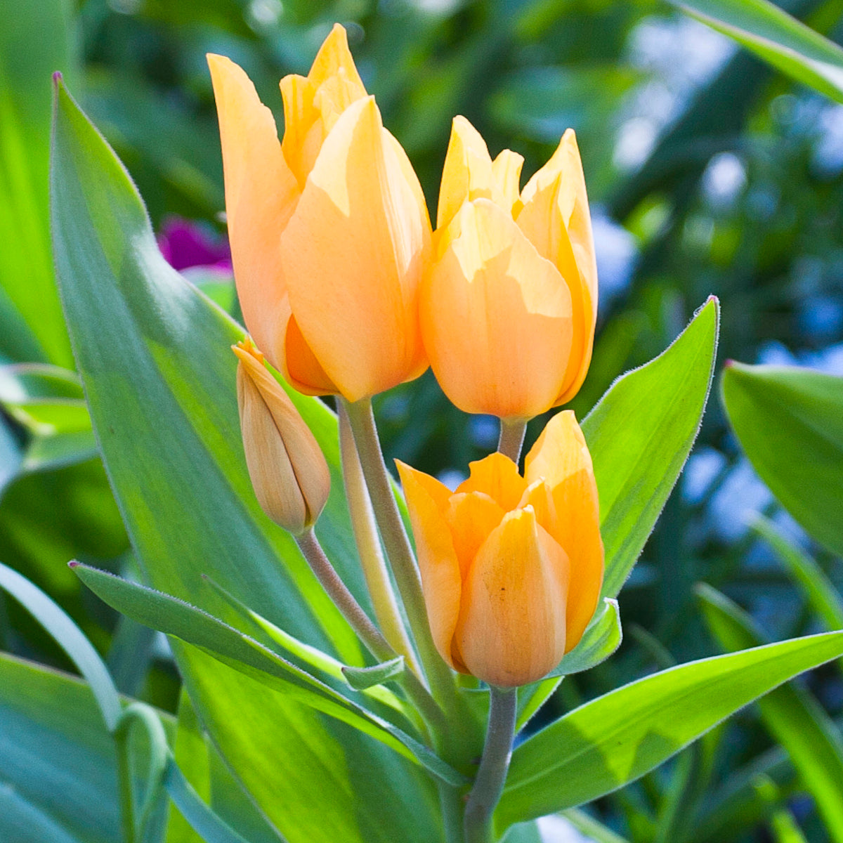 Tulipe praestans Shogun, Tulipe botanique