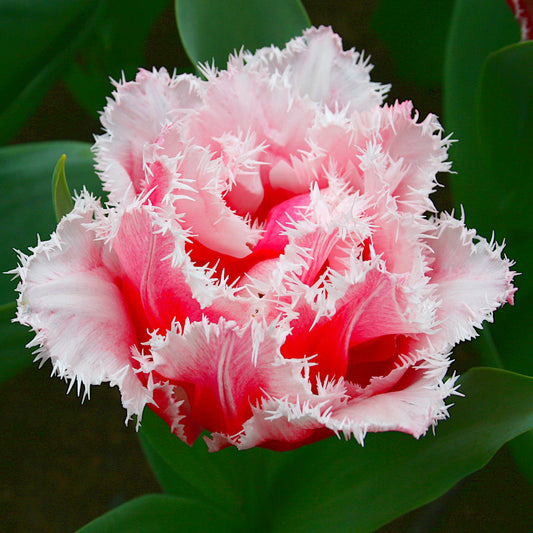 Tulipe Queensland, Double Tulipe Frangée