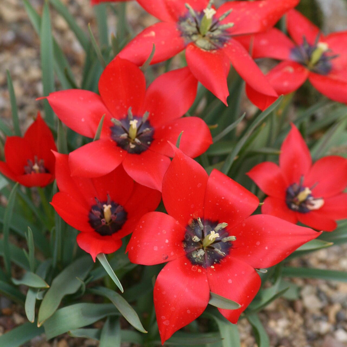 Tulipe Red Beauty (linifolia), Tulipe botanique