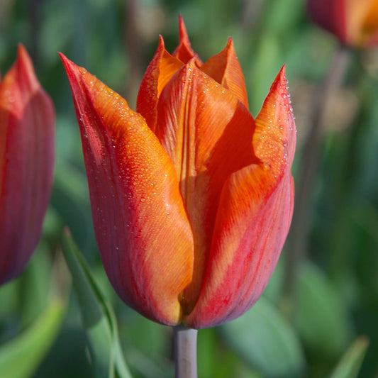 Tulipe Request, Tulipe Triomphe