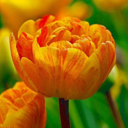 Tulipe Sunlover, Tulipe Double (Pivoine)