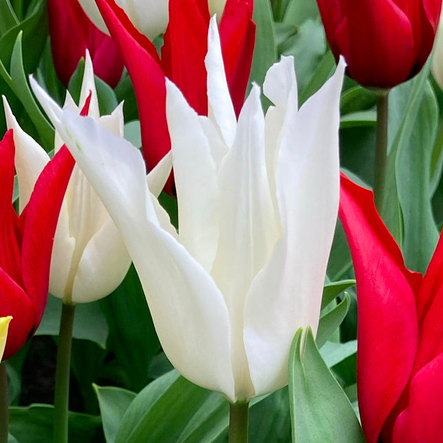 Tulipe Tres Chic, Tulipe Fleur de Lys