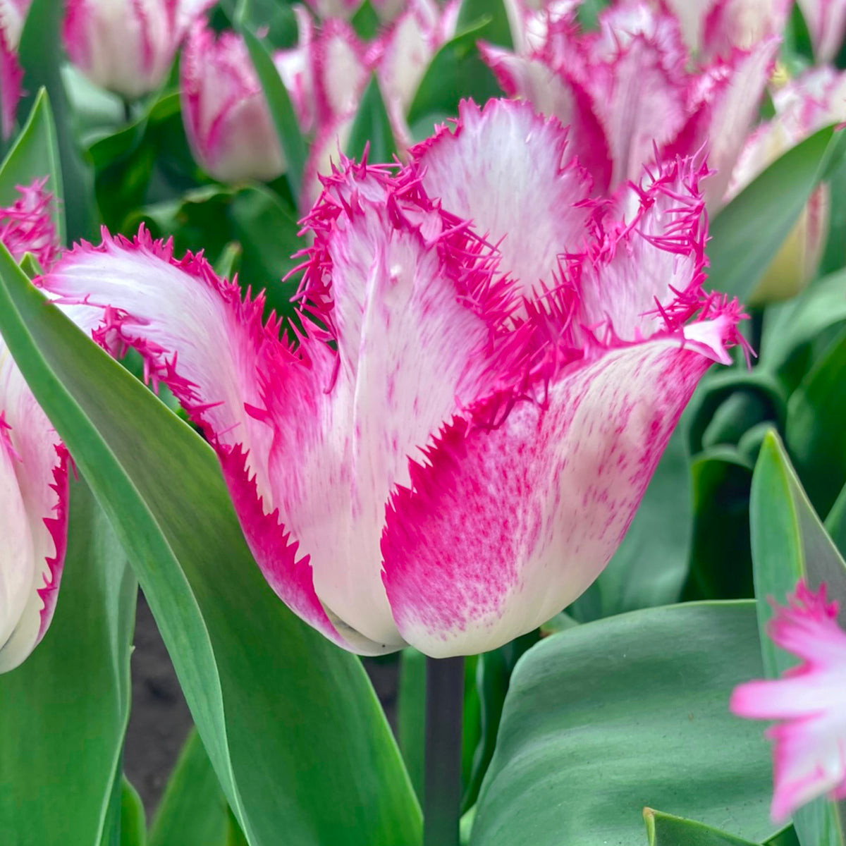 Tulipe Yasmine Tulipe Frangée Très Vert Bulbes à Fleurs